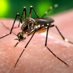 Nyamuk Aedes aegypti, penular demam berdarah dengue, sedang menggigit kulit manusia