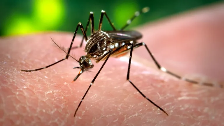 Nyamuk Aedes aegypti, penular demam berdarah dengue, sedang menggigit kulit manusia